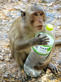 Lion drinking water from bottle while sitting outdoors