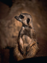 Meerkat looking away