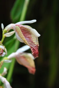 Close-up of flower blooming outdoors