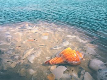 High angle view of fish swimming in sea