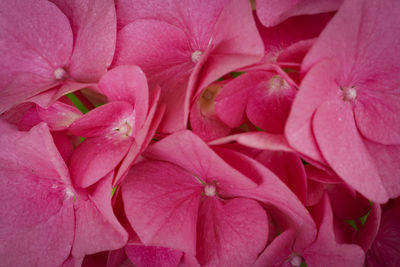 Full frame shot of pink flowering plant