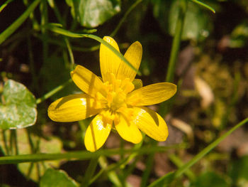 Close-up of yellow flowering plant