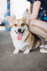 Portrait of dog sticking out tongue while sitting outdoors