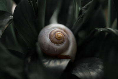 Close-up of snail on leaf