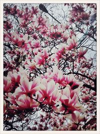 Low angle view of pink flowers blooming on tree