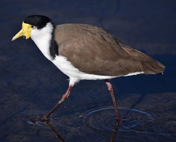 Close-up of bird