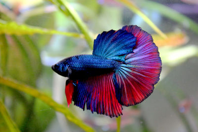 Close-up of betta fish