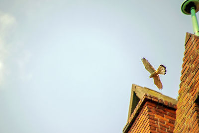 Low angle view of bird flying against building