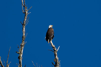 Low angle view of eagle perching on branch against blue sky