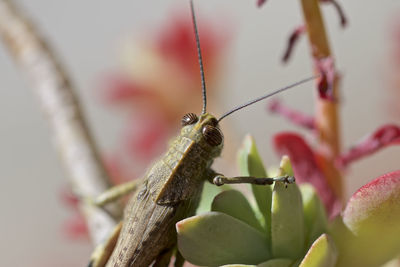 Close-up of insect on flower