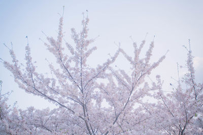 Low angle view of cherry blossom tree against sky