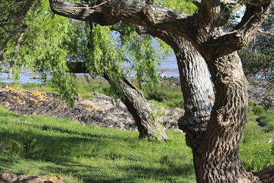 Trees on field