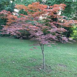 Scenic view of trees