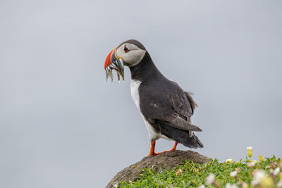 Bird perching on a rock