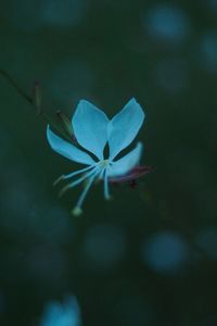 Close-up of blue flowering plant