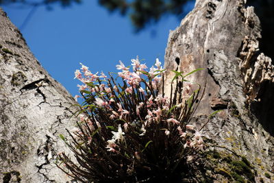 Low angle view of flower tree against sky