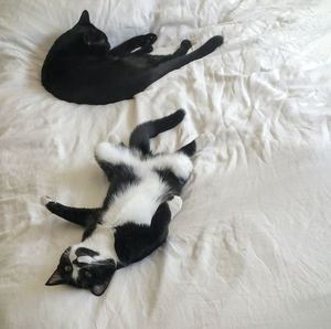 High angle view of cat lying down on floor