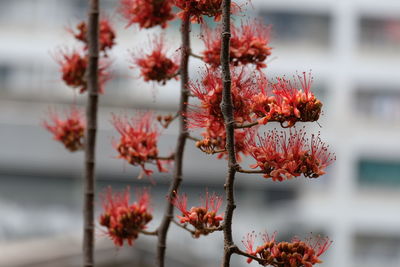 Close-up of red flowering plant