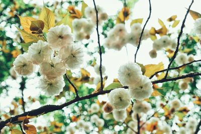 Close-up of white cherry blossom