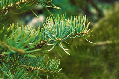 Fir branches green spruce. close up. spruce needles. fluffy christmas tree spruce.