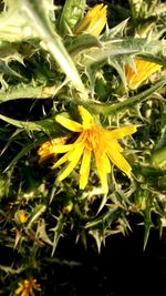 Close-up of yellow flowers blooming outdoors