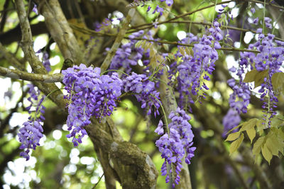 Close-up of purple flowering plants