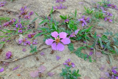 High angle view of purple flowers