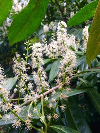 Close-up of flowers growing on plant