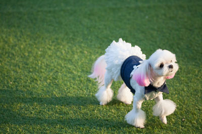 Dog running in field