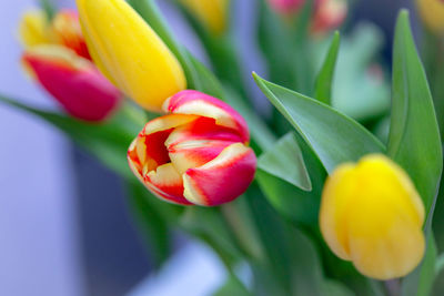 Close-up of yellow tulip