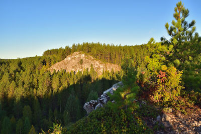 Scenic view of pine trees and mountains against sky