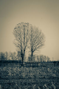 Bare tree on field against sky