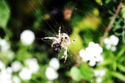 Close-up of spider on web