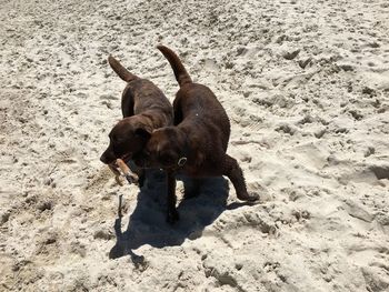 High angle view of dog on sand