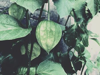 Close-up of leaves