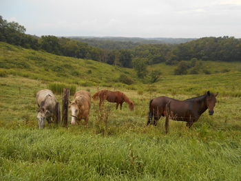 Cows on field against sky