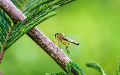 Close-up of butterfly perching on green leaf