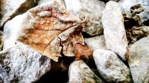 Close-up of dry autumn leaves