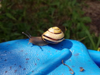 Close-up of snail on white surface