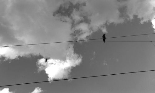 Low angle view of birds perching on cable against sky