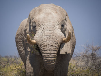 Close-up of elephant against clear sky