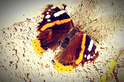 Close-up of butterfly on flower