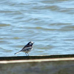 View of birds in water