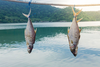 View of fish hanging on lake