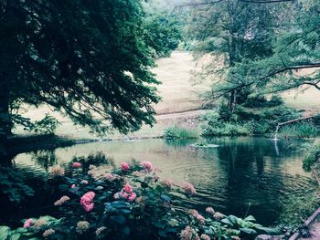 Scenic view of lake in forest