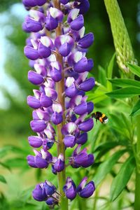 Close-up of honey bee pollinating on purple flower