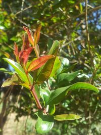 Close-up of green leaves