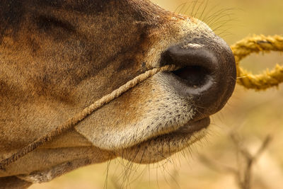 Close-up of an animal