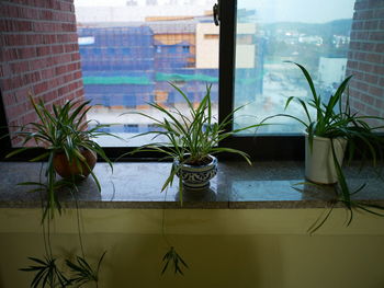 Potted plants by window