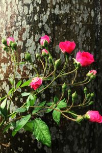 Close-up of pink flowers